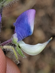 Lupinus affinis