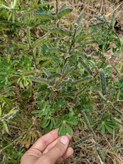 Lupinus affinis