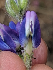Lupinus affinis