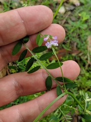Vicia disperma
