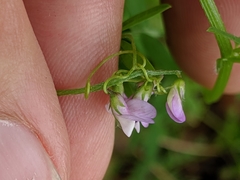 Vicia disperma