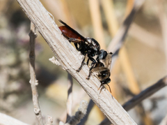 Cerotainiops