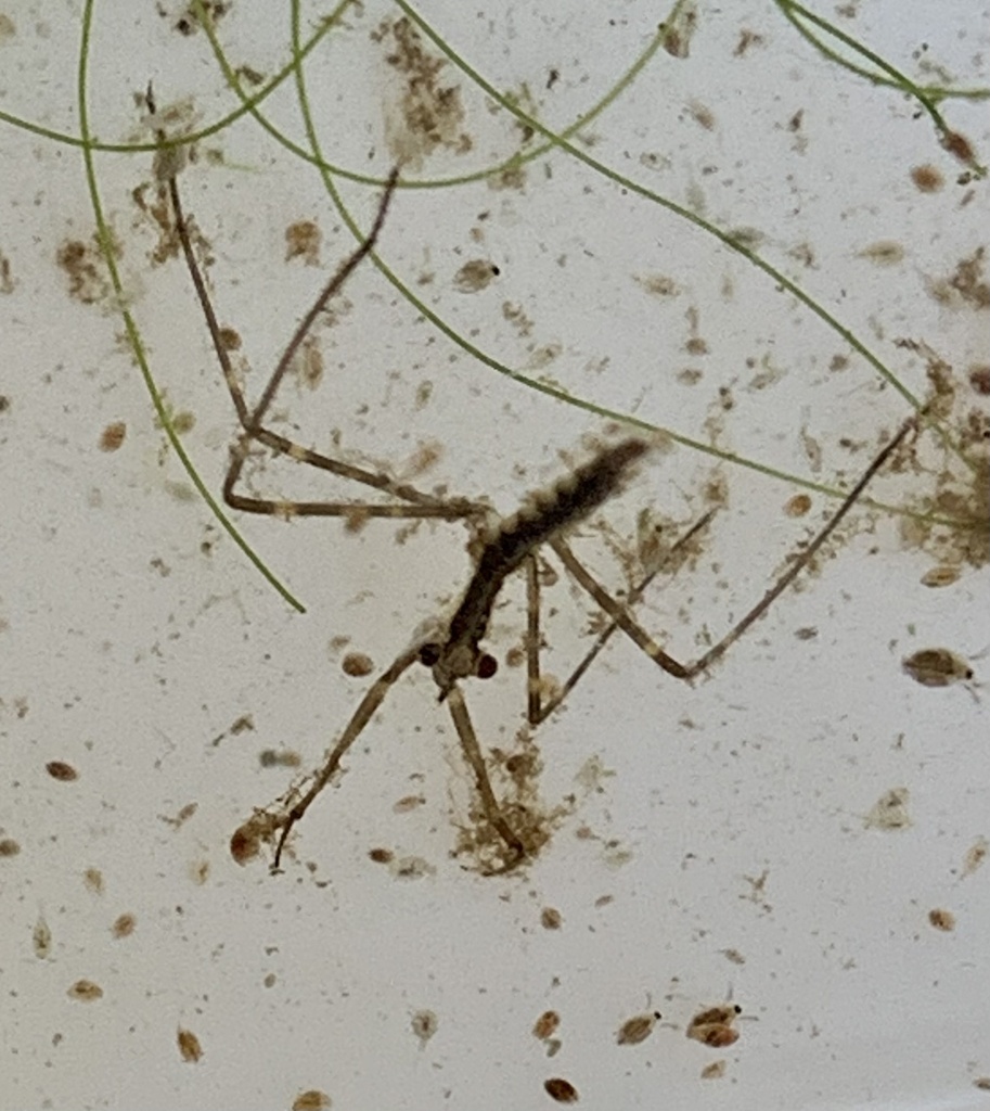 Ranatra from Upper Schuylkill Valley Park, Phoenixville, PA, US on June 1, 2024 at 1049 AM by