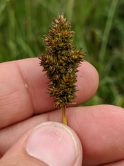Carex densa