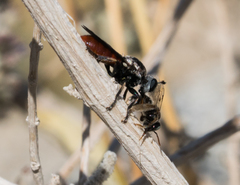 Cerotainiops