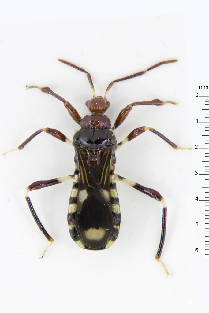 Libaviellus