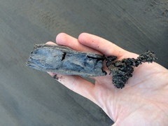 Scyliorhinus stellaris