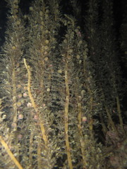 Carpophyllum plumosum