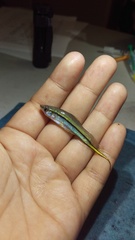 Xiphophorus hellerii