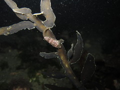 Carpophyllum maschalocarpum