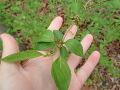 Forsythia × intermedia