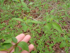 Forsythia × intermedia