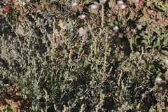 Atriplex glauca