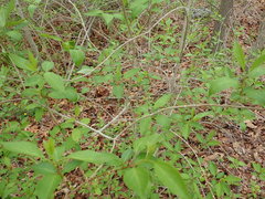 Forsythia × intermedia