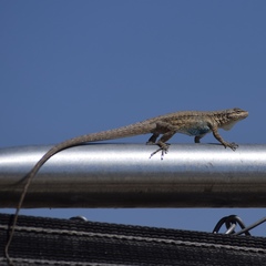 Urosaurus graciosus