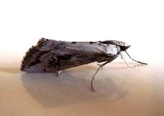 Evergestis isatidalis