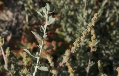 Atriplex glauca