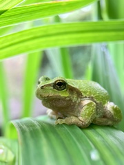Hyla japonica