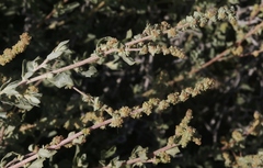 Atriplex glauca