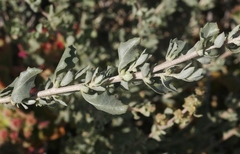 Atriplex glauca