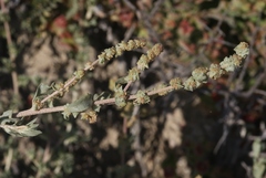 Atriplex glauca