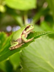 Hyla japonica
