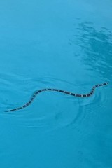 Micrurus tener tener