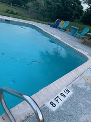 Micrurus tener tener