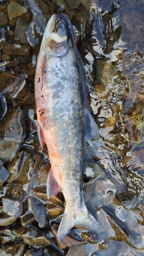 Willoughby’s Charr