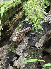 Auturus louisianus phanus