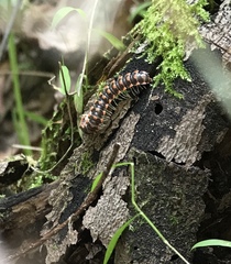 Auturus louisianus phanus