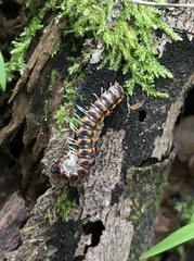 Auturus louisianus phanus