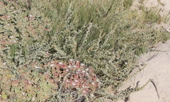 Atriplex glauca