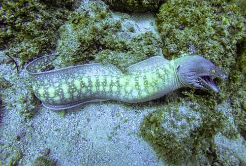 Argus Moray