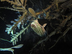 Carpophyllum maschalocarpum