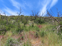 Gilia capitata capitata