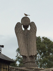 Toxostoma curvirostre