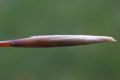 Image of Stipa eriocaulis by (c) Patrick Hacker, some rights reserved (CC BY)