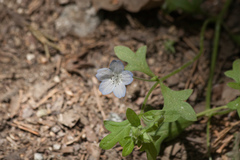 Nemophila pedunculata