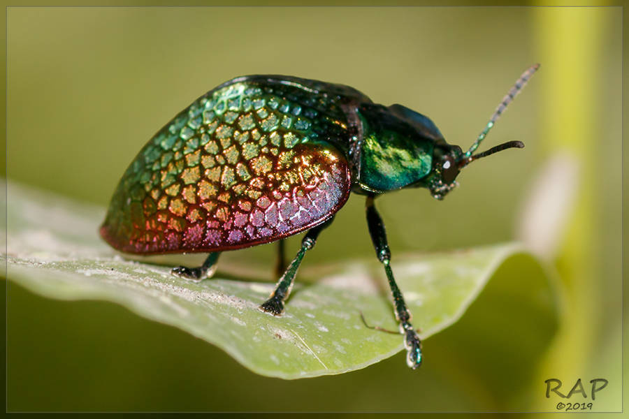 Stolas festiva
