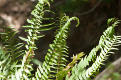 Polystichum imbricans curtum
