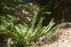 Polystichum imbricans curtum