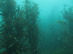 Carpophyllum flexuosum