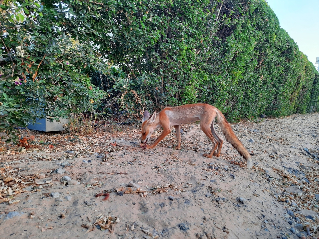 Qatari Fox Arabian Red Fox from Mushrif - Dubai - United Arab Emirates on May 31 ...