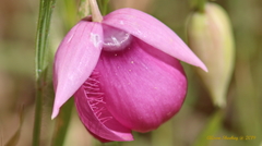 Calochortus amoenus