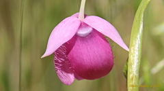 Calochortus amoenus