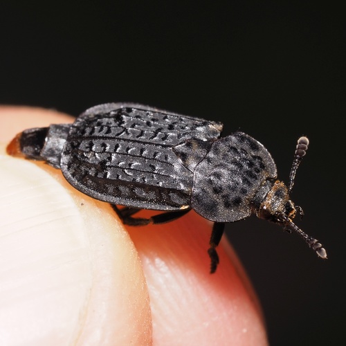 zdochlinár vráskavý (Thanatophilus rugosus)