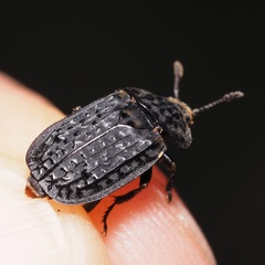 Thanatophilus rugosus