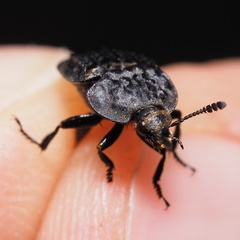 Thanatophilus rugosus