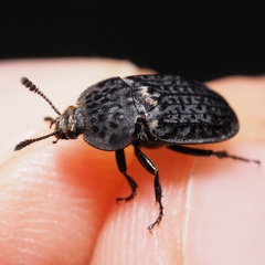 Thanatophilus rugosus